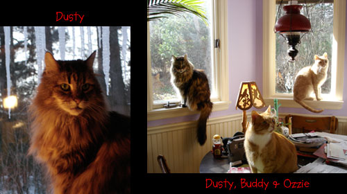 cats